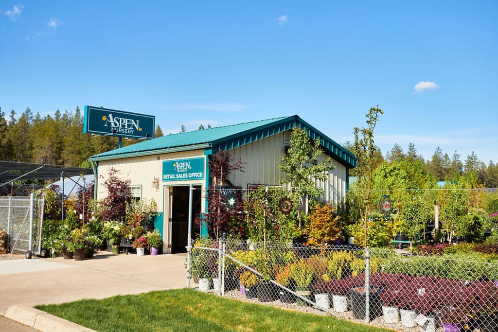 aspen-nursery-about2025v3