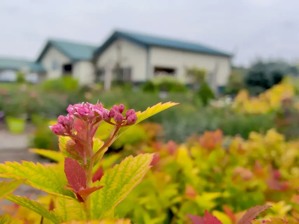 Macro of Spiraea fall color.